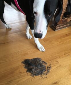 KONG - ZoomGroom - Dog Brush for Grooming and Shampooing - Blue Brush for Large Dogs Standard Packaging 33 71Ebt7SjY L