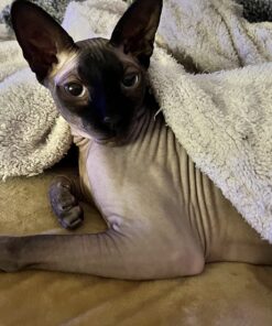 K&H Pet Products Heated Thermo-Kitty Mat, Indoor Heated Cat Bed, Pet Heat Pad for Indoor Cats and Small Dogs, Cat Heating Pad, Electric Thermal Warming Cat Bed Mat, Sage/Tan 12.5 X 25 Inches Pet Bed 44 71Ec2FQ2udL