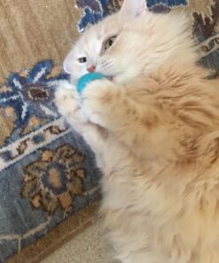 Pet Pizazz Wool Ball Cat Toy - 6PC - 100% Wool Cat Toys for Indoor Cats Interactive 21 71Ecc2C94qL