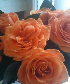 Teddie Organics Golden Jojoba Oil 100% Pure Organic Cold Pressed and Unrefined 4oz - Natural Moisturizer for Face Hair and Sensitive Skin, Carrier Oil for Essential Oils 4 Fl Oz (Pack of 1) 53 71EdLfArVL