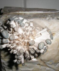 Organic Blue Oyster Mushroom Growing Kit 42 71EeYGcgRXL