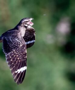 Nikon D500 DX-Format Digital SLR (Body Only), Base 95 71EezuH qML