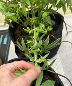 Blumat Classic Plant Watering Stakes | for Everyday Home or Vacation Use | Indoor or Outdoor Water Spikes for Plants | Automatic Drip Irrigation (6 Pack) 6 Pack 48 71EggJ5TpgL