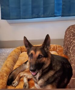 MidWest Homes for Pets Bolster Cinnamon Pet Bed for Dogs & Cats w/ Comfortable Bolster | Ideal for Extra Large Dog Breeds & Fits a 48-Inch Crate | Easy Maintenance Machine Wash & Dry | 48L-Inch 35 71EiA75cdL