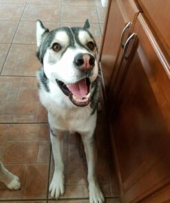 Blue Buffalo Wilderness Trail Treats High Protein Grain Free Crunchy Dog Treats Biscuits, Duck Recipe 10-oz Bag 10 Ounce (Pack of 1) 30 71EmDXqrutL