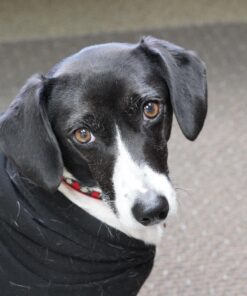 Sony 55mm F1.8 Sonnar T FE ZA Full Frame Prime Lens - Fixed Base 47 71ErNWVYaxL