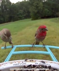 NETVUE Birdfy Lite - Smart Bird Feeder with Camera Solar Powered, Bird Watching Camera Wireless, Auto Capture Bird Videos & Motion Detection, Ideal Gift for Christmas Blue 42 71Erx3xAryL