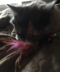 Fashion's Talk Cat Toys Variety Pack for Kitty 20 Pieces 45 71EtAwUQegL