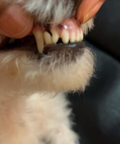 Arm & Hammer Complete Care Enzymatic Dog Toothpaste, 6.2 oz - Dog Toothpaste for Puppies and Adult Dogs, Arm and Hammer Toothpaste for Dogs - Pet Toothpaste, Dog Dental Care and Clean Dog Teeth 6.2 Ounce (Pack of 1) 33 71EtnirXoTL