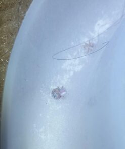 Climbup Insect Interceptor Bed Bug Trap, 4ct 24 71Eu8qYJJbL