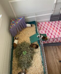 Oxbow Animal Health Western Timothy Hay - All Natural Hay for Rabbits, Guinea Pigs, Chinchillas, Hamsters & Gerbils -Veterinarian Recommended- Grown in the USA-90 oz. 5.62 Pound (Pack of 1) 26 71EuKHwaceL