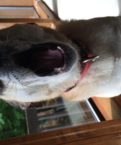 Dingo P-25002 Mini Bones, Rawhide For Small/Toy Dogs,White, 35-Count, Chicken, 0.8 pounds 13 71EuOztJa5L