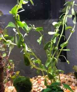 6 Plant Species Live Aquatic Plants Package - Microsorum Java Fern, Amazon, Moneywort and More! 53 71EuRYmBfDL