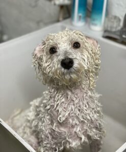 Davis Pramoxine Anti Itch Dog and Cat Creme Rinse, 12-Ounce, tan (DM158 12) 21 71EvLSKozFL