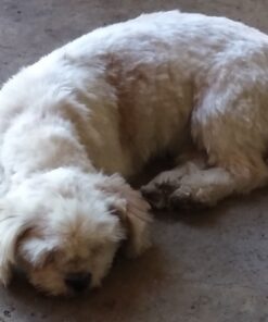 Wahl Color Pro Cordless Rechargeable Hair Clipper & Trimmer – Easy Color-Coded Guide Combs - for Men, Women, & Children – Model 9649P 39 71EvPvMrcAL 3