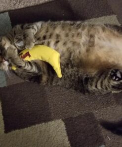 Yeowww! Yellow Banana Catnip Toy (2 Pack) 30 71EwiaAlRCL