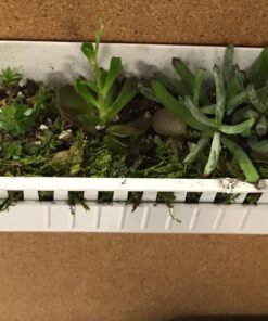 Shop Succulents | Unique Collection of Live Succulent Plants, Hand Selected Variety Pack of Mini Succulents | Collection of 12 6-Pack 55 71EwyodI3cL