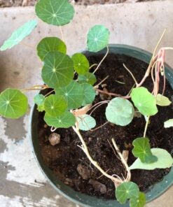 Seed Needs, 350+ Nasturtium Seeds for Planting - Jewel Mixture (Tropaeolum nanum) Non-GMO, Easy to Grow Mix, Attracts Pollinators - Bulk Bulk Pack (350 Seeds) 47 71Ey 8NK6wL