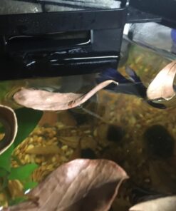 SunGrow 50 pcs Catappa Indian Almond Leaves for Betta Fish Tank Aquarium, 2” Water Conditioner Leaves, Leaf Also Suitable for Shrimp, Goldfish, Guppy and Frogs 50 Leaves 58 71Ey0Du9yuL