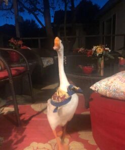 Happy Hen Treats Party Mix Mealworm and Oats, 2-Pound Original Version 15 71EzRVjBRKL