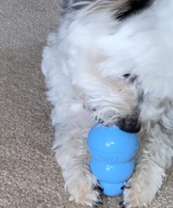 KONG - Puppy Toy Natural Teething Rubber - Fun to Chew, Chase and Fetch - for Small Puppies - Blue 27 71F 2Uke9BL