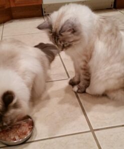 Japanese Bonito Flakes 2.82 Ounces 12 71F ix4JaOL