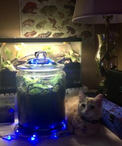 Safer Brand 5026 Houseplant Sticky Stake Insect Traps for Indoor Plants - Controls Fungus Gnats, Whiteflies, Midges, Thrips, Fruit Flies, and Black Flies - 1 Pack, 7 Traps 25 71F0AOCL2sL