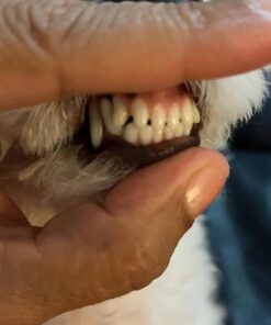 Arm & Hammer Complete Care Enzymatic Dog Toothpaste, 6.2 oz - Dog Toothpaste for Puppies and Adult Dogs, Arm and Hammer Toothpaste for Dogs - Pet Toothpaste, Dog Dental Care and Clean Dog Teeth 6.2 Ounce (Pack of 1) 34 71F2qgFx09L