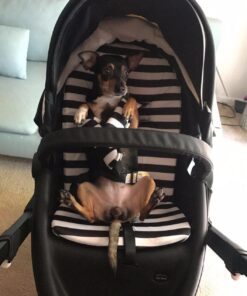 Hot Mom Baby Stroller: Baby Carriage with Adjustable Seat Height Angle and Four-Wheel Shock Absorption,Reversible,High Landscape and Fashional Pram (Black) Black 71 71F4JyLl1ML