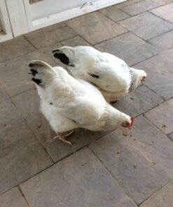 FLYGRUBS Superior to Dried Mealworms for Chickens (1lb) - 85X More Calcium Than Live mealworms - Non-GMO Chicken Feed - BSFL Treats for Hens, Ducks, Turkeys, Wild Birds, Turtles, Quails 1 Pound 31 71F8uiC3ezL