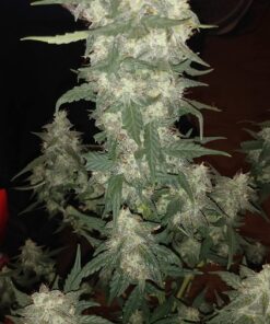 Nectar for the Gods NGOS3004 One Shot Granules, 4 lb Soil Amendment, Black 10 71FASP9iwjL