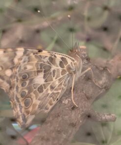 5 Live Caterpillars Shipped Now- Butterfly Kit Refill 51 71FBOR9goL