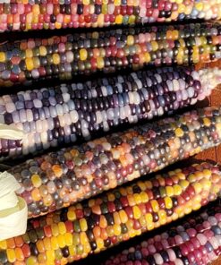 Glass Gem Indian Corn Heirloom Seed - The Most Beautiful Corn in the World! 46 71FBchvCjGL