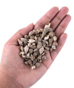 Tiny Miniature Fairy Garden Beach Critter Seashells Marine Life Collection for Art & Craft Project, Outdoor & Indoor Home Decoration, Party Favor, Invitation (4.5oz Bag, 500 Shell) 23 71FE9zlQJIL 1