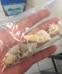 Sea Shells Mixed Beach Seashells - Various Sizes up to 2" Shells -Bag of Approx. 50 Seashells Seashells1 42 71FNEDnYrL