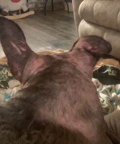 Green Goo Animal First Aid Salve, Household Pets & Farm Animals, Great for Frostbite, Cuts, Scrapes & More, 1.82 Ounce Large Tin 1.82 Ounce (Pack of 1) 15 71FUirO2GbL