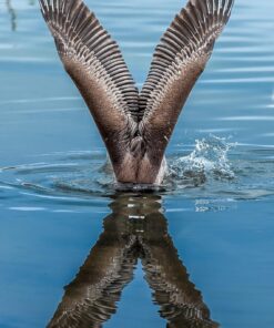 Nikon AF-S FX NIKKOR 600mm f/4E FL ED Vibration Reduction Fixed Zoom Lens with Auto Focus for Nikon DSLR Cameras 25 71FV8ES29zL