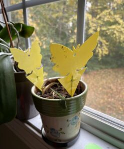 Trappify Sticky Gnat Traps for House Indoor - Yellow Fruit Fly Traps for Indoors/Outdoor Plant - Insect Catcher White Flies, Mosquitos, Fungus Gnat Trap, Flying Insects - Disposable Glue Trapper (12) 12 41 71FZFRngv3L