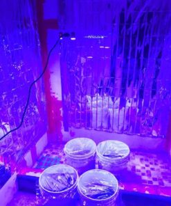 KingLED Newest 3000w LED Grow Lights with LM301B LEDs 4 * 2ft Coverage Full Spectrum Grow Lights for Indoor Hydroponic Plants Veg Bloom Greenhouse Growing Lamps 56 71FZOQlfoSL