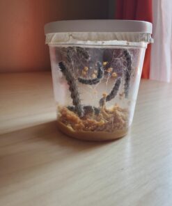 5 Live Caterpillars Shipped Now- Butterfly Kit Refill 60 71FZxrAFApL