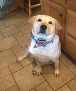 Petrainer Training Collar for Dogs - Waterproof Rechargeable Dog Training E-Collar with 3 Safe Correction Remote Training Modes, Static, Vibration, Beep for Dogs Small, Medium, Large 33 71FbgzUDNxL