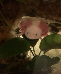 AC Infinity MULTIFAN S5, Quiet Dual 80mm USB Fan, UL-Certified for Receiver DVR Playstation Xbox Computer Cabinet Cooling 40 71FeJsrMebL