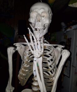 Giantex B010L18XEW Life Size 70.8" Human Anatomical Anatomy Skeleton Medical Model + Stand 48 71FguJE8TdL