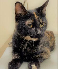 TEMPTATIONS Classic Crunchy and Soft Cat Treats Feline Favorite Variety Pack, 3 oz. Pouches,4 Count 4 Count (Pack of 1) 33 71FgxR5ZuUL