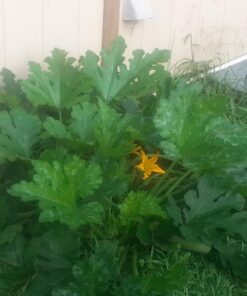 Heirloom Vegetable Seeds Non GMO Survival Seed Kit - Part of Our Legacy and Heritage - 50 Varieties 100% Naturally Grown- Best for Gardeners Who Raise Their Own Healthy Food 1 53 71FhQPZGmgL