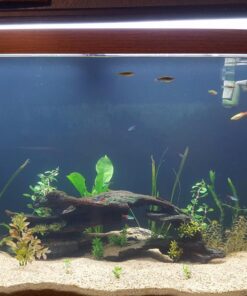 6 Plant Species Live Aquatic Plants Package - Microsorum Java Fern, Amazon, Moneywort and More! 58 71Fl7PO SFL