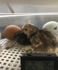 HBlife Digital Egg Incubator for Hatching 9-12 Chicken, Quail and Duck Eggs, with Fully Automatic Egg Turning and Temperature Display, Hatcher for Turkeys, Birds, Parrots and Poultry 57 71Fms AFKVL