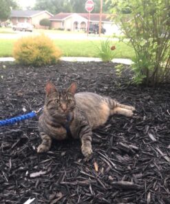 PetSafe Come With Me Kitty Harness and Bungee Leash, Harness for Cats, Large, Royal Blue/Navy 33 71FnTQn1npL