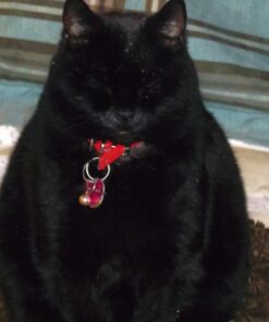 KONG - Naturals Premium Catnip - Premium North American Grown - 2 Ounce 65 71FoGL5nEL