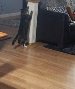 SmartCat Ultimate Scratching Post – Beige, Large 32 Inch Tower - Sisal Fiber, Simple Design - For All Cats Brown 39 71FobQErsyL